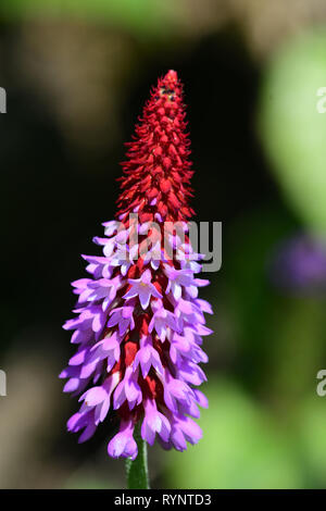 Nahaufnahme einer Orchidee primrose in voller Blüte Stockfoto