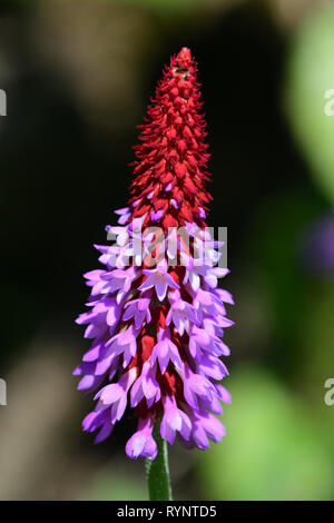 Nahaufnahme einer Orchidee primrose in voller Blüte Stockfoto