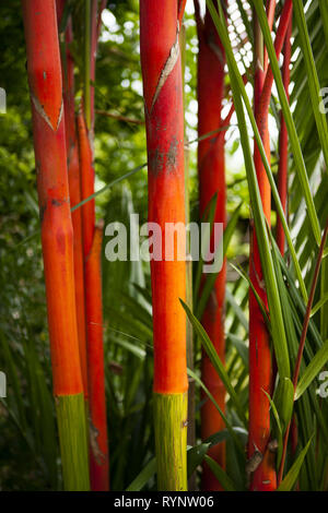 Lippenstift Palm, Cyrtostachys Renda, - rote Siegelwachs Palme - Bambus ist eine helle, rote tropische mehrjährig Zierpflanzen. Stockfoto