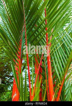 Roten Siegellack Palme - Lippenstift Palmen Bambus, Cyrtostachys Renda, eine auffällige, helle rote tropischen Zierpflanzen mehrjährige Pflanze. Stockfoto