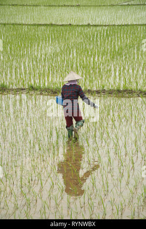 Reis-Arbeiter in Vietnam Stockfoto