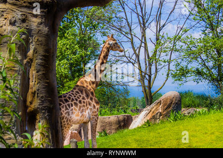 Giraffe allein in der Natur zwischen Bäumen und Felsen und grünen Wiesen. Stockfoto