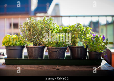 Einige schwarze Töpfe in einer Reihe, mit aromatischen Pflanzen der mediterranen Ernährung. Außenaufnahme, Morgenlicht. Stockfoto