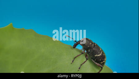 Die schwarze Käfer krabbelte auf dem Blatt 4K FS 700 Odyssey 7 Q Stockfoto