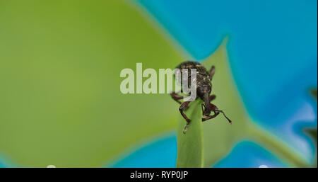 Schwarze große Rüsselkäfer kriechen auf dem Blatt 4K FS 700 Odyssey 7 Q Stockfoto