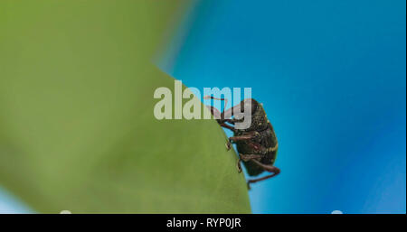 Hylobius abietis Kriechen auf dem grünen Blatt 4K FS 700 Odyssey 7 Q Stockfoto