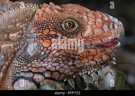 Amerikanische Iguana gibt eine spitze Zunge in dieser Nahaufnahme seiner schuppigen Orange Head Stockfoto