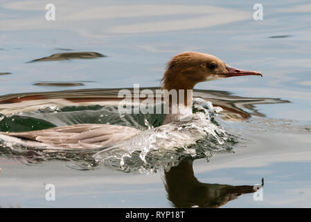 Gänsesäger, weiblich, Schwimmen auf dem See in Deutschland Stockfoto