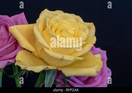 Noch immer leben Farbe Makro einer hellen gelben Rosenblüten mit detaillierten Textur auf blauem Hintergrund Vor zwei rosa Blüten Stockfoto