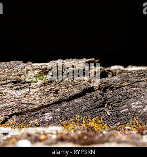 Verbranntem Holz Risse Stockfoto