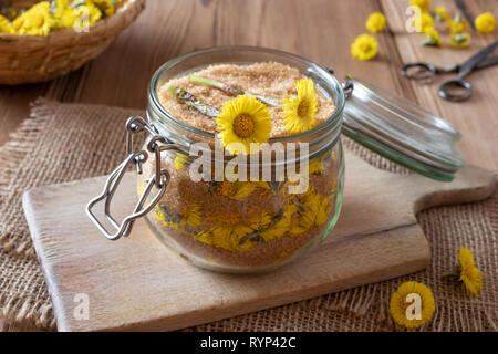 Zubereitung von hausgemachten Kräuter Sirup gegen Husten aus frischen Huflattich Blumen und Rohrzucker Stockfoto