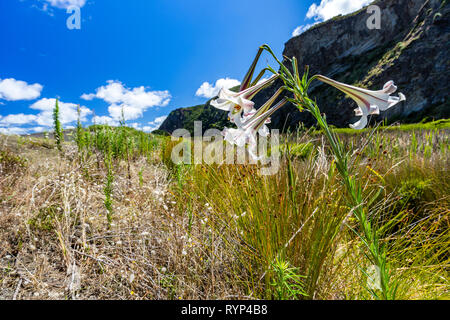 Weiße Lilie in Neuseeland Stockfoto