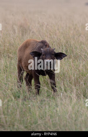Büffel, Kenia, Afrika Stockfoto