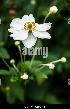 Einzelne Blume Leiter der Anemone x hybrida 'Honorine Jobert' unter Knospen und Grün, kurze Schärfentiefe Stockfoto