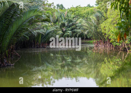 Dickichte Nipa Palmen' an einem See in Sri Nakhon Khuean Khan Park und Botanischer Garten (Krachao in Bang Kachao), Bangkok, Thailand. Stockfoto