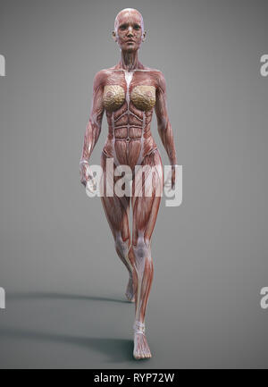 Weibliche Muskelkörperanatomie - 3d-Rendering Stockfoto