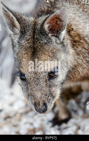 Ein Wallabi Tammar Wallaby auf der Westseite der Insel in der Wallabi Group. Die Houtman Abrolhos Inseln liegen 60 Kilometer vor der Küste von Geraldton in westlichen Aus Stockfoto