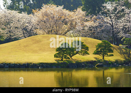 Kirschblüten im Garten Suizenji Jojuen, Präfektur Kumamoto, Japan Stockfoto