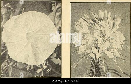 Dreer die Neuheiten und Spezialitäten 1943 Dreer die Neuheiten und Spezialitäten 1943 für eine schöne Blume Garten: V ist für ihren Sieg Gemüsegarten. dreersnoveltiess 1943 henr Jahr: 1943 Morning Glory, Pearly Gates Stockfoto