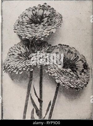 Dreer spezielle Mitte Sommer Angebot für spezielle dreer's Mitte Sommer Angebot für Floristen 1921: Zuverlässige blumensamen flor Floristen Glühlampen für Floristen. dreersspecialmid 1921 henr Jahr: 1921 CALCEOLARIA, PERFEKTION DREER die calendula (Ringelblume) Topf. Alle diese sind fein für Schneiden, besonders die Sorte Orange König. Oz. "4-lb. Orange König. Ein extra ausgewählten Sorte mit sehr großes Doppelzimmer blumen Mittelung über 3 Zoll über der hellen orange-rot mit dunklen Augen, die feinste aller 20 60 Zitrone König. Ähnlich wie oben, jedoch mit einer erfreulich Reich zitronengelb Farbe, eine wunderbare Vielfalt •... 20 60 Meteor. O Stockfoto