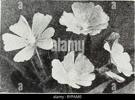 Dreer die Neuheiten und Spezialitäten für dreer die Neuheiten und Spezialitäten für 1948: drei hervorragende Zinnien für jeden Garten. dreersnoveltiess 1948 henr Jahr: 1948 Alyssum Violet Queen alyssum® A1078 Violett Königin. Ein am meisten Freude - ful, Zwerg, kompakte Süße Alyssum S Zoll hoch Vom frühen Sommer bis zum Frost mit Massen von liright blau-violette Blumen, die nicht einmal in der heißen Sonne verblassen. Pkt. 15 c; große pkt. 40 c; y^oz. 7 Sc; Oz. $ 2.25. - Anoda Opalcup Anoda lavateroides C^1121 Opalcup. Eine herrliche, lange-blühenden jährliche mit hübschen Opalglas blau-violetten Blüten. Blüht den ganzen Sommer lang. 48 in Stockfoto
