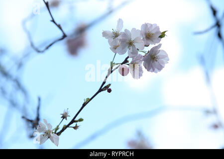 Brüssel, Belgien. 14 Mär, 2019. Das Sakura ist im Cinquantenaire-Park in Brüssel, Belgien, 14. März 2019 gesehen. Brüssel am Donnerstag ein klares Wetter und den blauen Himmel nach mehreren Regentagen im frühen Frühjahr erlebt. Credit: Zheng Huansong/Xinhua/Alamy leben Nachrichten Stockfoto