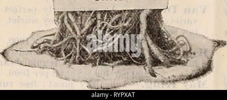 Dreer die vierteljährlichen Großhandel Preisliste Dreer die vierteljährlichen Großhandel Preis Liste der Samen, Pflanzen, Blumenzwiebeln, &c. : Sommer Ausgabe Juli 1895 August 1895 dreersquarterlyw henr 2 Jahr: 1895 Dreers lieferbar Oolden selbst Blanchieren Sellerie* gewachsen hy Goodman Bros fhila. . White Plume. Dies ist eine sehr dekorative Sorte, während seine Qualitäten am besten gleich sind, werden klare, solide und mit dem nussigen Geschmack speziell für einige der Red Art. Golden Self-Blanching. Eine frühe, wunderschön und in jeder Hinsicht wünschenswert, Sortieren, erfordern aber wenig Arbeit zu blanchieren. Das Herz ist eine reiche goldene Gelb, mit Licht Yello Stockfoto