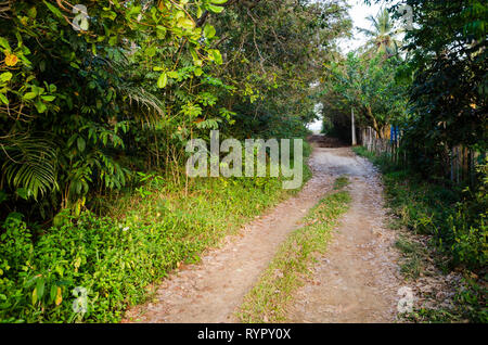 Feldweg neben dem grünen Bäumen und Vegetation. Holzzaun auf der anderen Seite Stockfoto