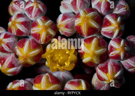 Auffällige mauerpfeffer Pflanzen in voller Blüte an der Küste bei Ano Nuevo State Reserve Stockfoto