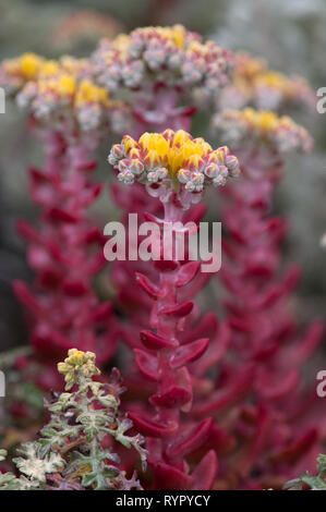 Auffällige mauerpfeffer Pflanzen in voller Blüte an der Küste bei Ano Nuevo State Reserve Stockfoto