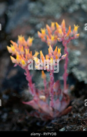 Auffällige mauerpfeffer Pflanzen in voller Blüte an der Küste bei Ano Nuevo State Reserve Stockfoto