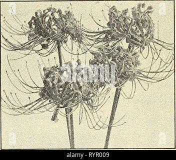 Dreer der Großhandel Katalog für Großhandel Katalog der Markt Dreer für Gärtner und Floristen: 1944 Winter - Frühling - Sommer 1944 dreerswholesalec henr Jahr: 1944 Giant's Nymphe Dreer Super Gladiolen First-Size Glühlampen 44-111 in Flammen. Flamme rot 46-123 Albatros. Reines Weiß 46-147 Bagdad. Smoky alte Rose 46-159 Beacon. Scharlach mit cremiger Fleck 46-168 Berty Schnee. Rosa Lavendel 46-171 Betty Nuthall. Orange-rosa, goldenen Kehle 46-183 blutende Herz. Rosa, roten Fleck... 46-191 Pause O'Day. La France, Rosa 46-207 Charles Dickens. Rot-lila mit tieferen Fleck 46-219 Commander Koehl. Scharlach - Stockfoto