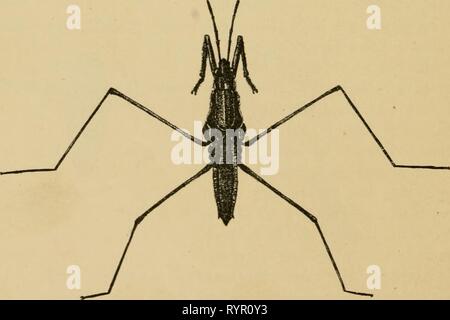 Elementare Entomologie (1912) Elementare Entomologie. elementaryentom 00 sand Jahr: 1912 Abb. 144. Eine, die riesigen Wasser-Bug oder elektrische-Bug (Behstoma americana); B, der Western Water-Bug (Serphiis sp.), männlich, mit Eiern auf dem Rücken durch die Frau. (Natürliche Größe) (nach Kellogg) Abb. 145. Ein Wasser - strider {Hygroirec/ius remigiis Sagen). (Vergrößert) (nach Lugger) 110 Stockfoto