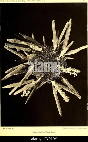 Echinoidea der schwedischen Süden Echinoidea der Schwedischen South Polar Expedition. echinoideaofswed 00 mort Jahr: 1910 Stockfoto