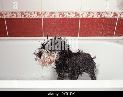 Hund schüttelt, Schnauzer im Bad nach dem Duschen Stockfoto