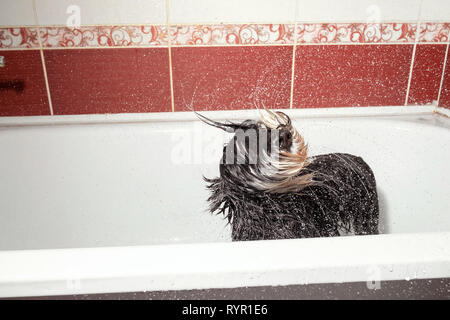 Hund schüttelt, Schnauzer im Bad nach dem Duschen Stockfoto