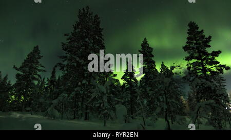 Aurora Borealis (Nordlicht) hinter Bäumen ausserhalb Saariselka Dorf auf einer Winternacht. Nördlichen Lappland, Finnland. Stockfoto