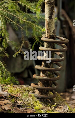 Ein junger Baum durch eine Spiralfeder im Oldtimer Schrottplatz im schwedischen Wald wächst. Bastnas, Värmland. Stockfoto