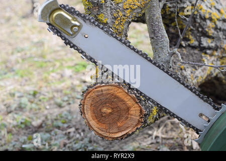 Gesägt elektrische Sägen Baum. Den Stumpf der Sägeschnitt Filialen. Stockfoto