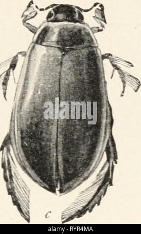 Elementare Entomologie ([c 1912]) Elementare Entomologie. elementaryentomo 00 sand Jahr: [1912] Stockfoto