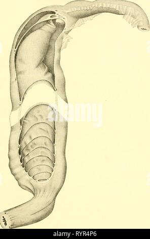 Die knorpelfischen Fische (1934) den knorpelfischen Fische. elasmobranchfish 03 dani Jahr: 1934 den KNORPELFISCHEN FISCHE 125 Abb. 123. Herzklappenfehler Darm, mit mittleren Segment weggelassen, Heptanchus maculatus. (Dun - Mahnwesen, Del.) pv., pyloric Ventil. Stockfoto