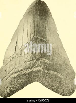 Die knorpelfischen Fische (1934) den knorpelfischen Fische. elasmobranchfish 03 dani Jahr: 1934 Das ELASMOBRANCII FISCHE 129 Abb. 127. Zahn der ausgestorbenen Carcharodon. (Foto natürliche Größe). Stockfoto