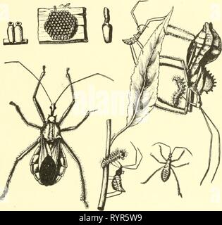 Ökonomische Entomologie für den Landwirt wirtschaftliche Entomologie für den Landwirt und der Obstbauer, und für die Verwendung als Text-Buch in der landwirtschaftlichen Schulen und Hochschulen;. economicentomolo 00 smit Jahr: 1906 das Insekt der Welt. 153 kräftigen Schnabel und ihre Säfte saugen. Es gibt andere Arten der gleichen allgemeinen Erscheinungsbild gemeinsame überall, und manche behaupten sogar, sich in unseren Städten, die Fütterung der Larven schädigen Schatten-Bäume. Ich habe einige von ihnen in New Brunswick bemerkt, zerstören die Larven der dm-leaf Beetle in großen Bild. 114. Das Rad-bug, Prionidus crhtatus, in allen seinen Phasen; natürliche Stockfoto