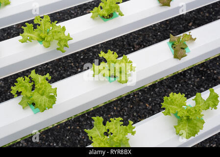 Reihen von jungen Salat an hydroponische Farm. Stockfoto