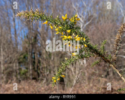 Gorse aka Ulex europaeus in Blume, enge Tiefenschärfe in natürlicher Umgebung. Natur im Frühling. Stockfoto