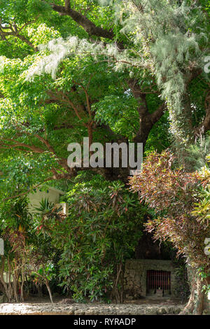 Große Akagi Baum des Shurikinjo, Präfektur Okinawa, Japan Stockfoto