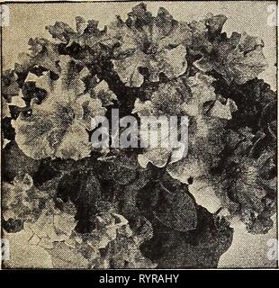 Dreer die Neuheiten und Spezialitäten für dreer die Neuheiten und Spezialitäten für ein schöner Garten: 1941103 Jahre Dreer Qualität Samen pflanzen Lampen. dreersnoveltiess 1941 henr Jahr: 1941 in Blumensamen für 1941 Drei Krimis in Rüschen Petunie Petunia, gekräuselten Grandiflora 3327 RuiHed Martha Washington gut abgerundete kompakte Anlagen und 9 Zoll hoch mit extra-großen gekräuselten Blüten von hellen Fleisch rosa mit Wein-rot Venen, die in ein tiefes, dunkles Violett Kehle. Pkt. 25 c; große pkt. 7 Sc. 3325 gekräuselten General Washington eine wunderbare Ergänzung zu dem vorhergehenden aber einer reichen samtig Amara Stockfoto