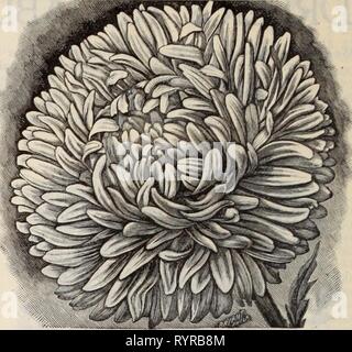Dreer der Großhandel Preisliste Dreer der Großhandel Preisliste/Henry A. Dreer. . Dreerswholesalep 1898 dree Jahr: PiEONY Perfektion Aster. Asparagus plumosus nanus, Ji. SoperlOOseeds, 399,00 pro 10 Sprengeri^ I. 50 perl l8,5i 2.oo pro 1000 Samen. Tr. pkt. Oz. . . 40 2 00 40 verticillatus, hardy Kletterer Asperula odorata Waldmeister). . . Astern. Unsere Bestände an Blume dieses wichtigste Floristen sind aus zuverlässigen Quellen beschafft und wird foundfirst-klasse in jeder Hinsicht. Ball oder Juwel, apple blossom Dunkelblau pink Betteridge's Bequillte, Gelb gemischt Comet, Carmine hellblau Peach Blossom p Stockfoto