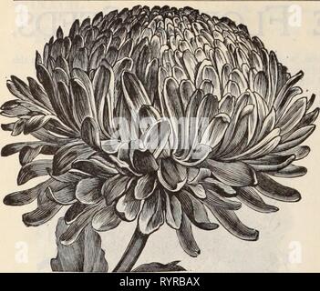 Dreer der Großhandel Preisliste Dreer der Großhandel Preisliste/Henry A. Dreer. . Dreerswholesalep 1898 dree Jahr: 10 DREER DIE ZUVERLÄSSIGEN BLUMENSAMEN. PiEONY Perfektion Aster. Asparagus plumosus nanus, Ji. SoperlOOseeds, 399,00 pro 10 Sprengeri^ I. 50 perl l8,5i 2.oo pro 1000 Samen. Tr. pkt. Oz. . . 40 2 00 40 verticillatus, hardy Kletterer Asperula odorata Waldmeister). . . Astern. Unsere Bestände an Blume dieses wichtigste Floristen sind aus zuverlässigen Quellen beschafft und wird foundfirst-klasse in jeder Hinsicht. Ball oder Juwel, apple blossom Dunkelblau pink Betteridge's Bequillte, Gelb gemischt Kommen Stockfoto