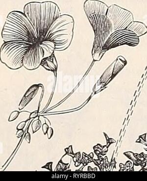 Dreer der Großhandel Preisliste herbst Dreer der Großhandel Preisliste herbst Ausgabe September 1899 Dezember: blumenzwiebeln Pflanzen Blumen- und Gemüsesamen für Herbst... Bepflanzung implementiert, Düngemitteln und Voraussetzungen. dreerswholesalep 1899 henr Jahr: 1899 Lilt auf das Tal. Pro doz. Pro 100 Jonquils, siehe Seite 5. Lachenalia pendula, 15 cts. Pro 1 $ 50^^", Tricolour, 12 cts. Pro 1 25 Leucojum vernum (Märzenbecher) 20 1 25 Maiglöckchen Pips, dreer's Peerless, $ 1,50 pro 100; $ 14,00 pro 1000; $ 32,00 pro Fall von 2500. Der höchste Grad importiert. 'Ausgewählte 3 Jahr alten Berlin, am besten für die frühen forc Stockfoto